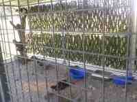 Courette extérieure du box commun chat